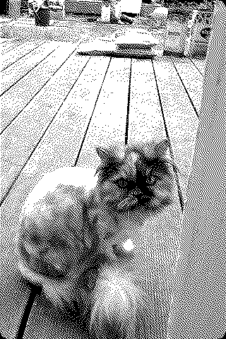 Poes