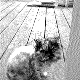 Poes