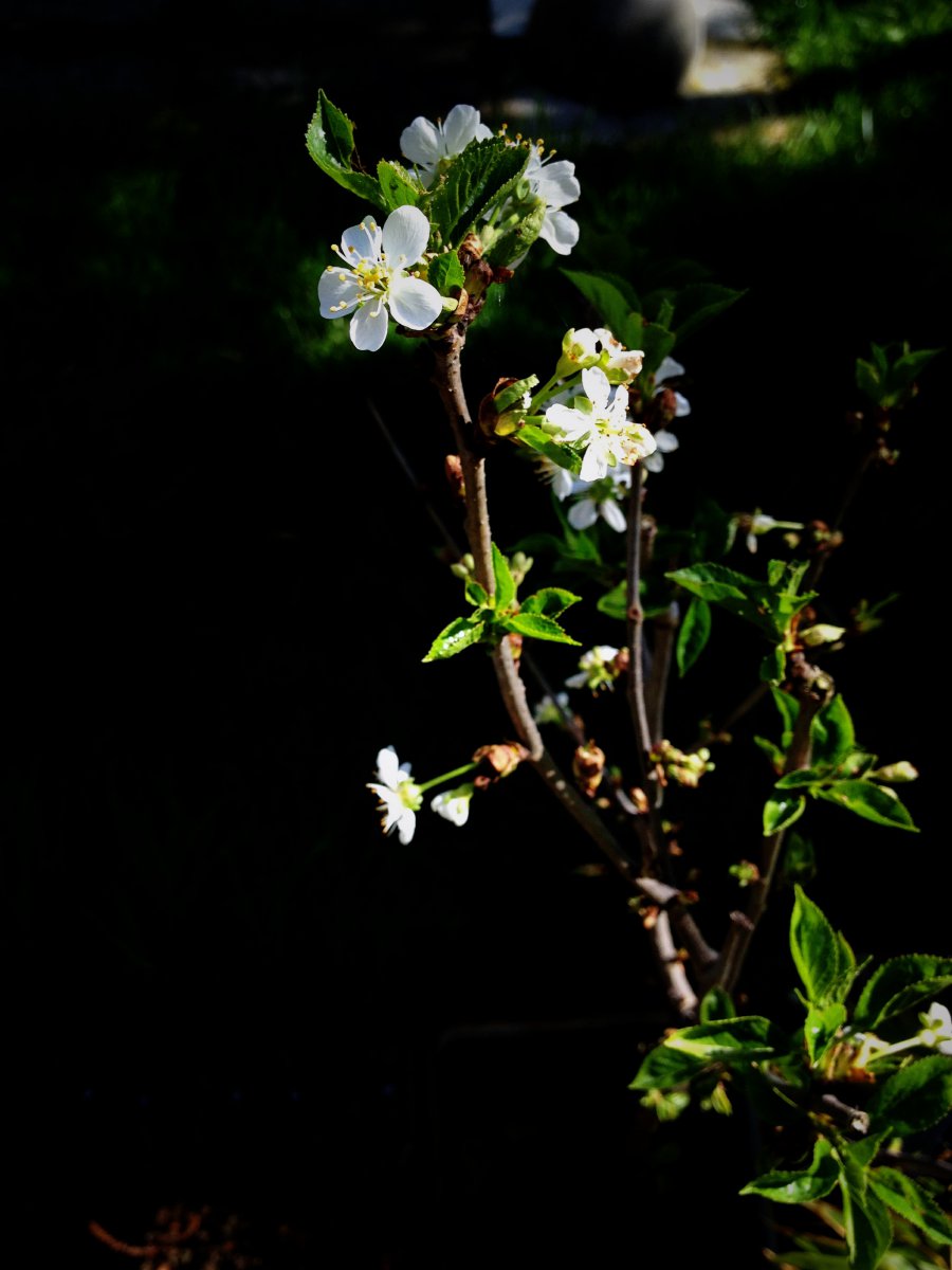 Blommetje