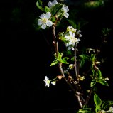 Blommetje