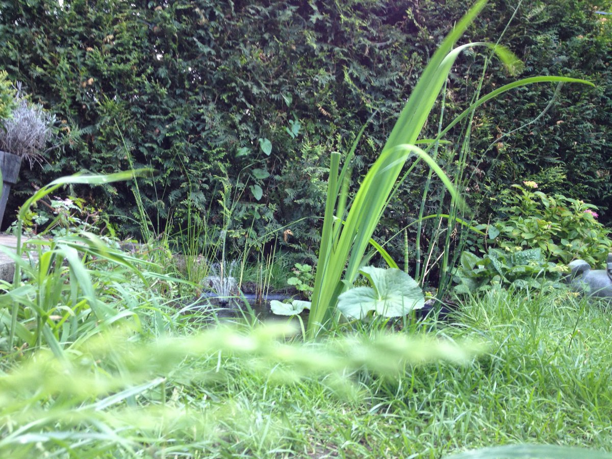 Plantjes