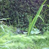 Plantjes