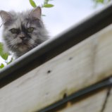 Poes