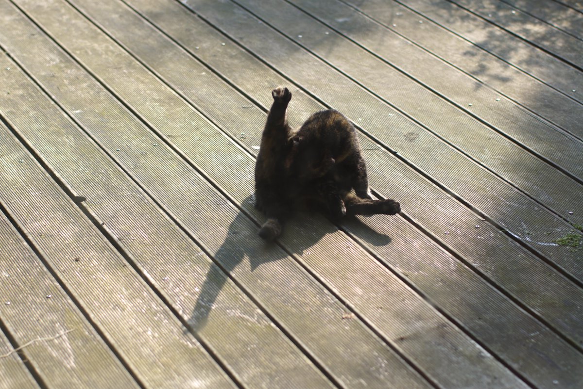 Poes