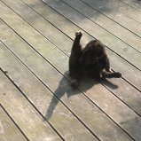 Poes