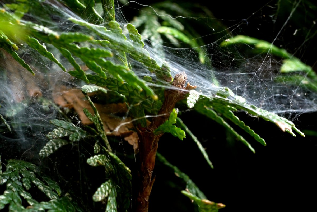 Spinneweb