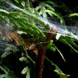 Spinneweb