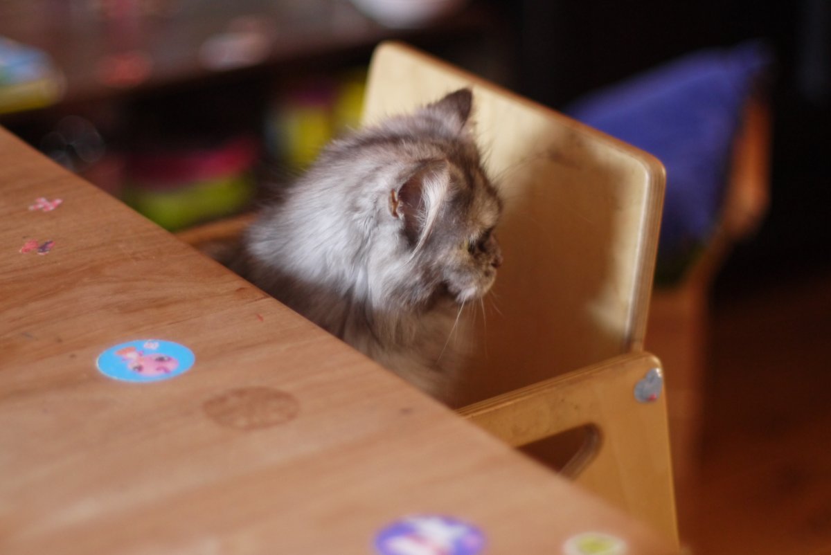 Poes