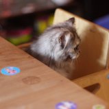 Poes