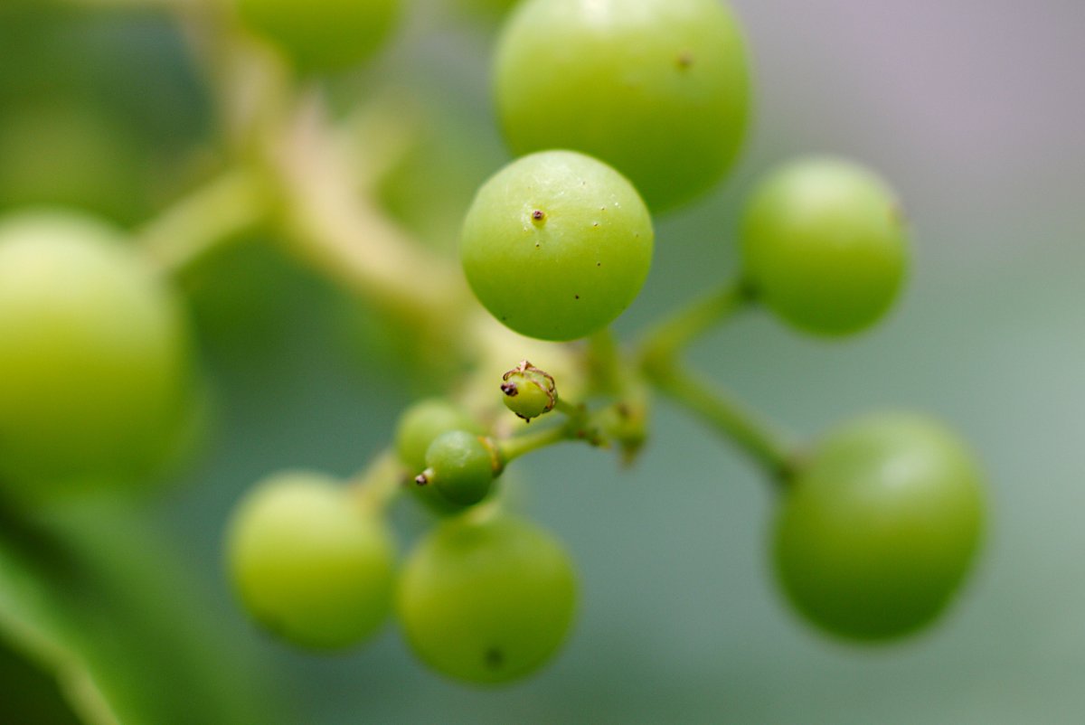 Druifjes
