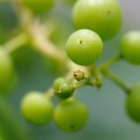 Druifjes