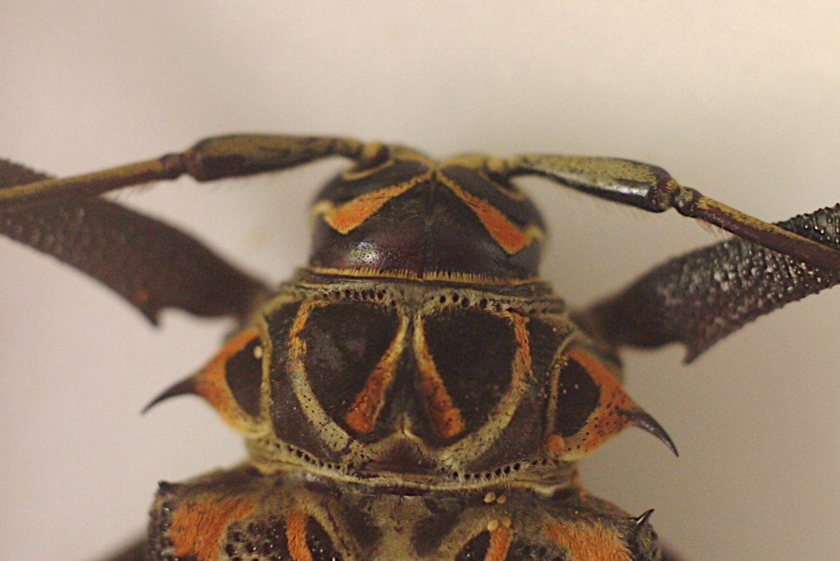Beest