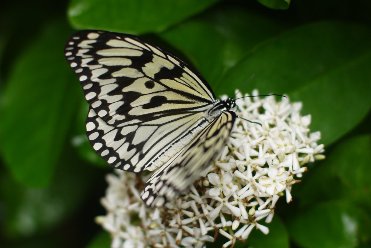 Vlinder