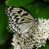 Vlinder