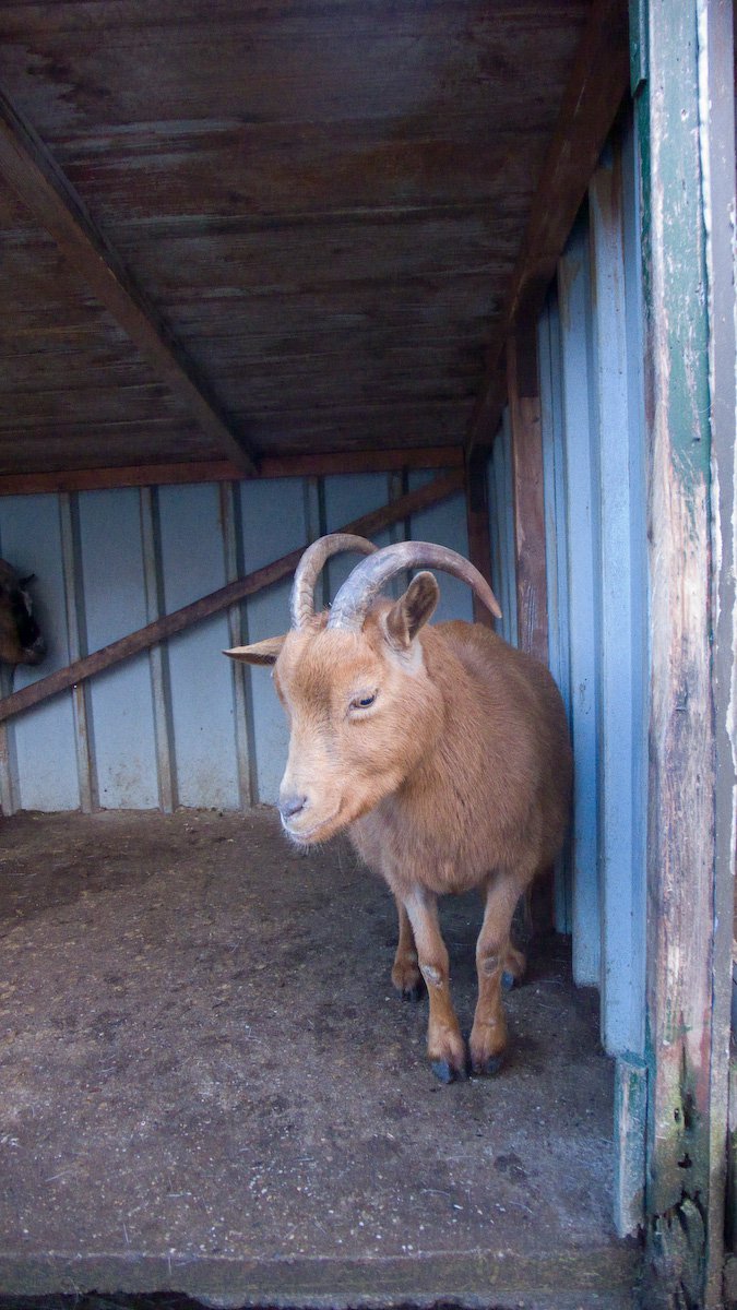 bok
