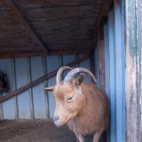 bok