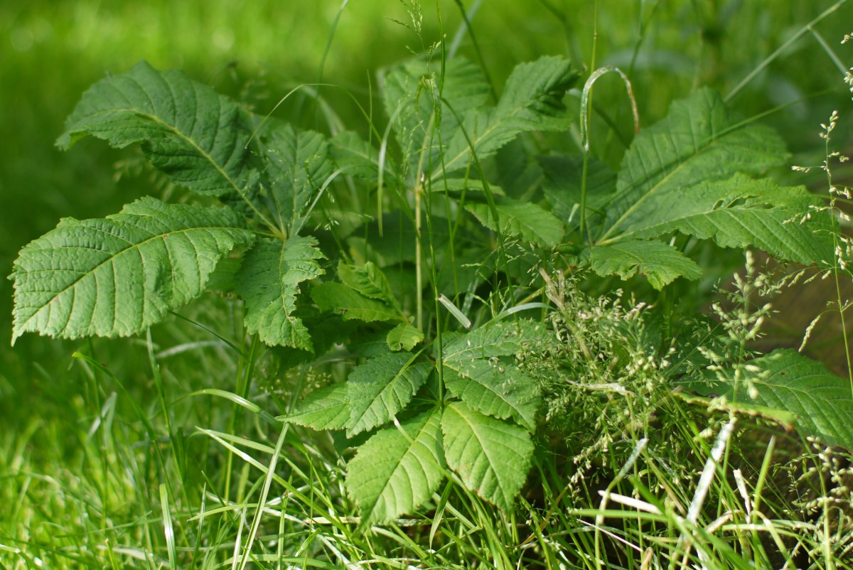 groen