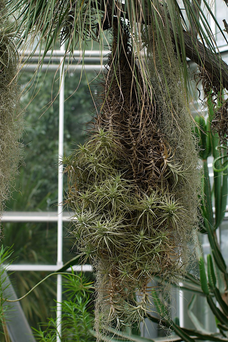 Hangplant