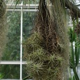 Hangplant