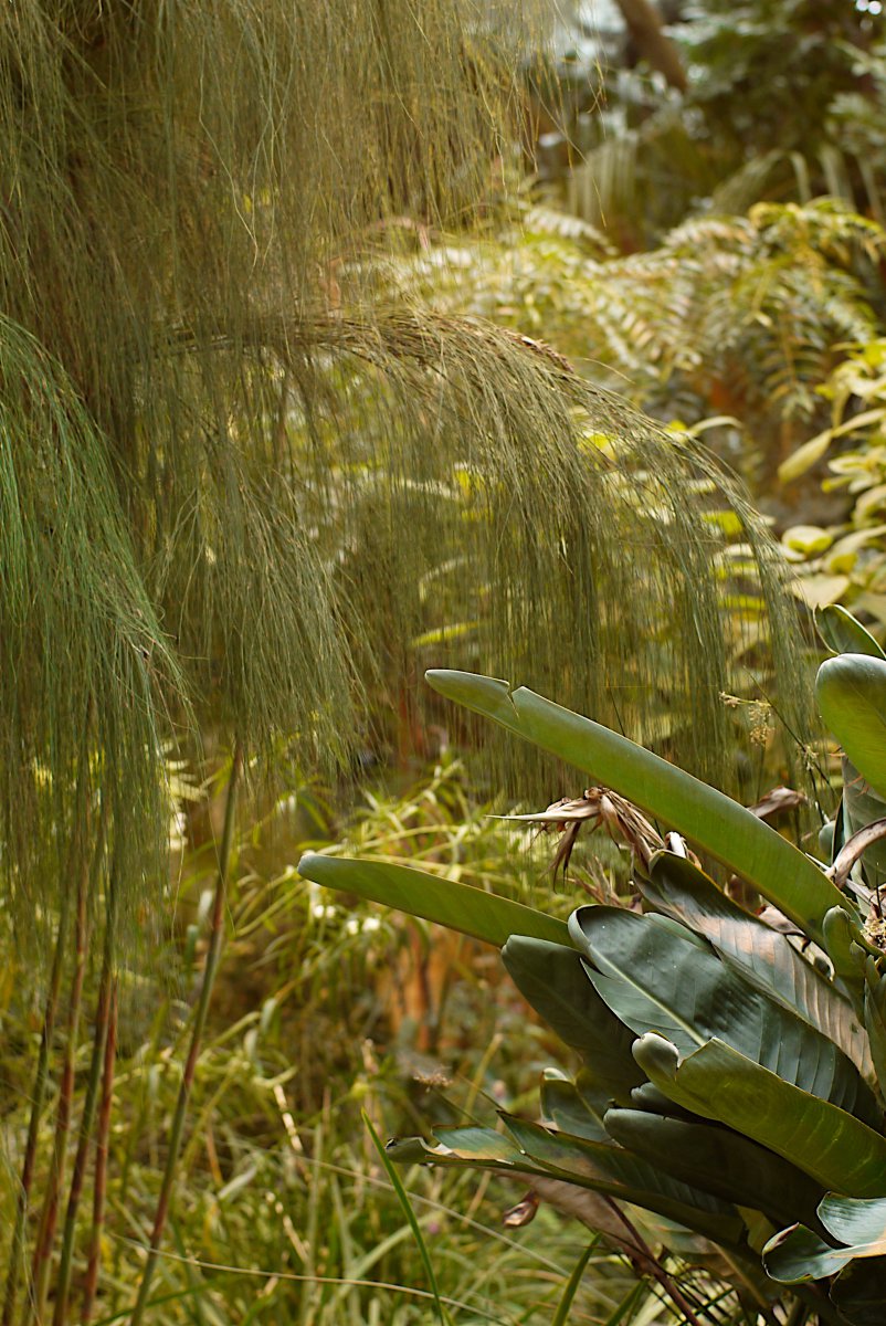 Hortus