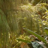 Hortus