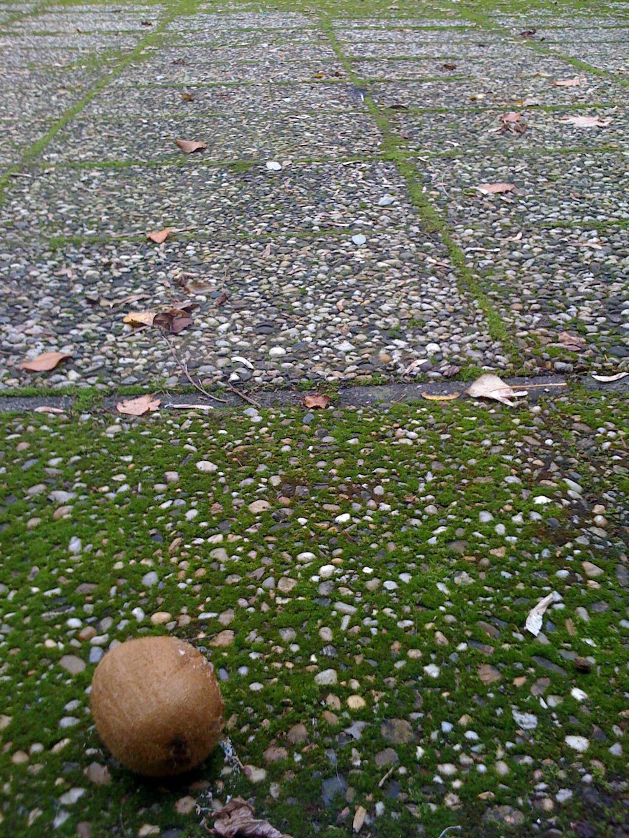 Kiwi in de tuin
