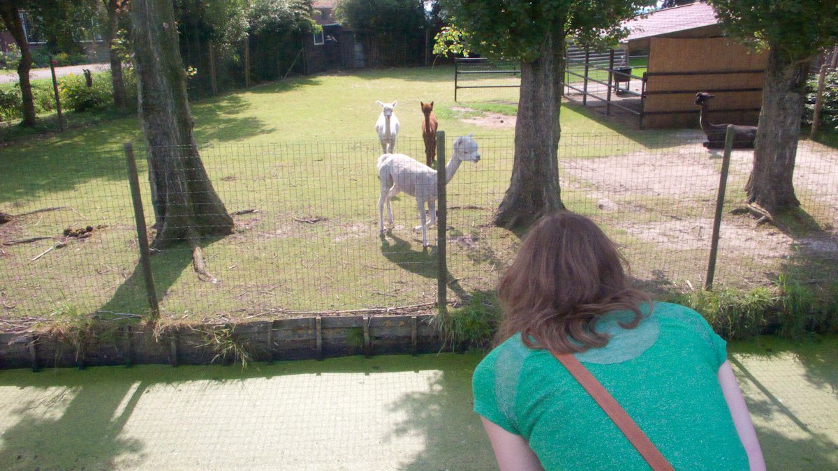 My first alpaca #02
