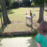 My first alpaca #02
