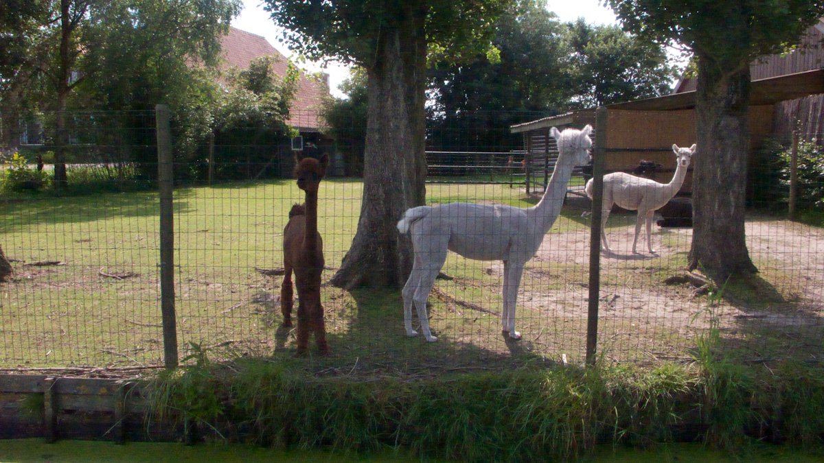 My first alpaca #03