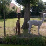My first alpaca #03