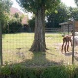 My first alpaca #04