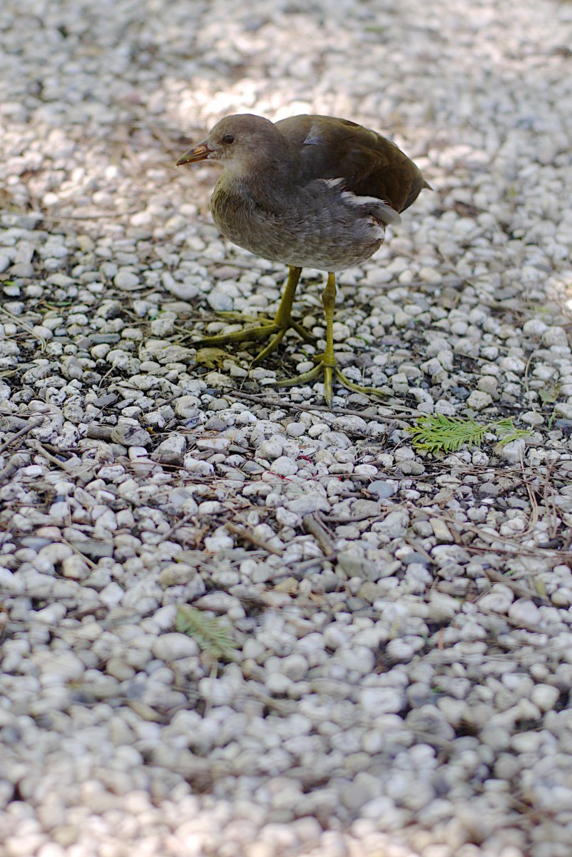 Piepvogel