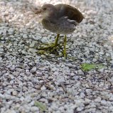 Piepvogel