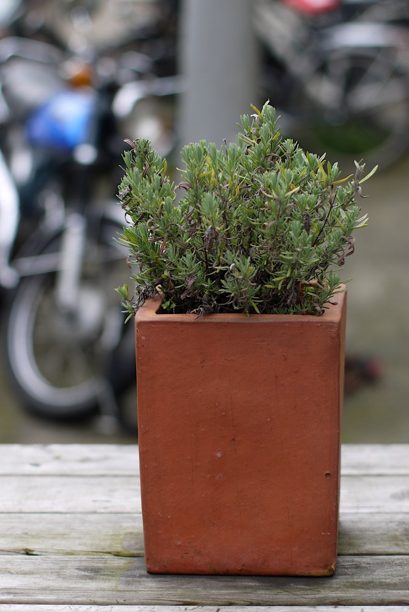 Plant