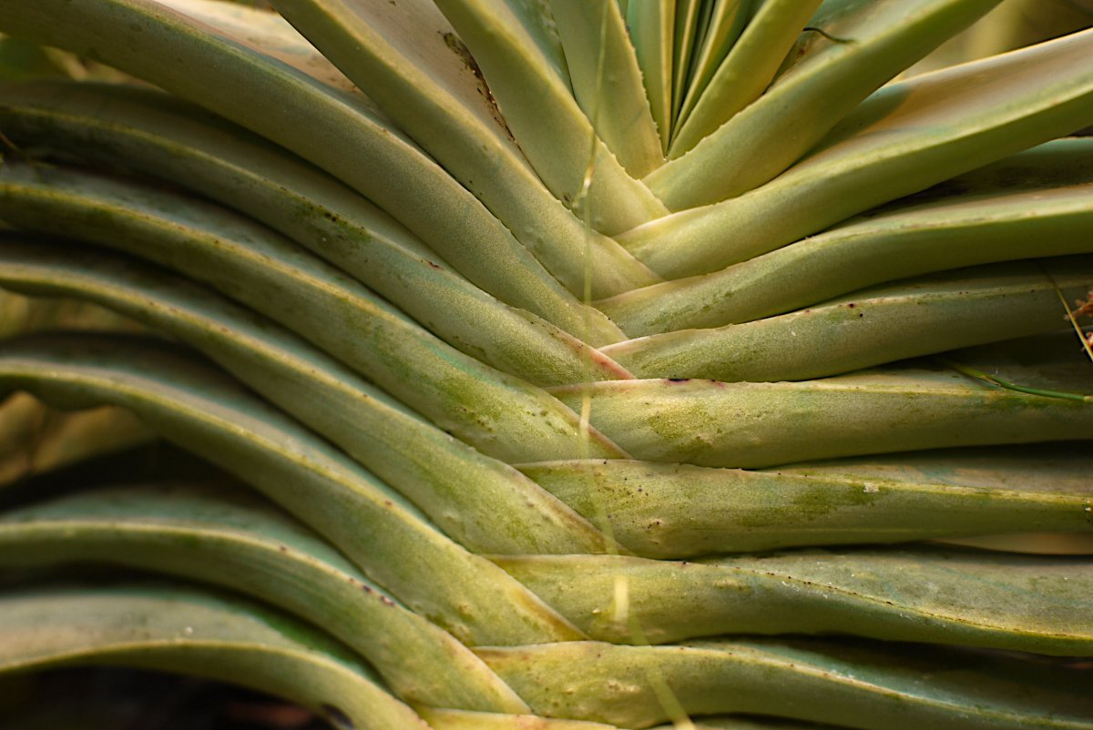 Plant