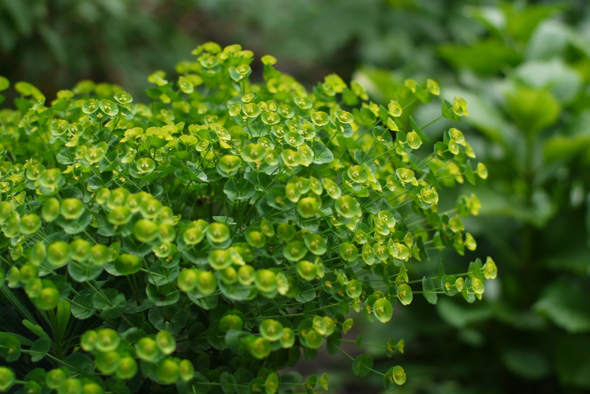 Plantbloem