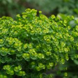 Plantbloem