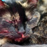 Poes rust uit