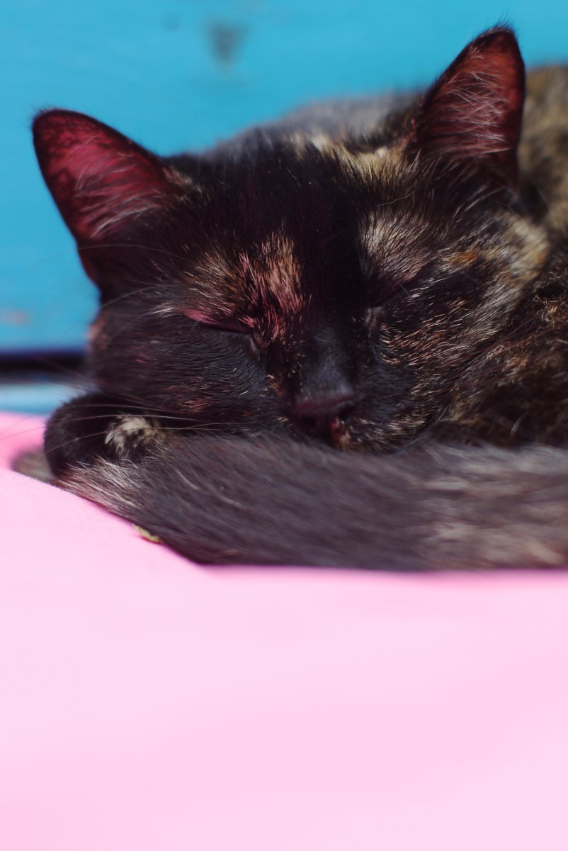 Poes slaapt.