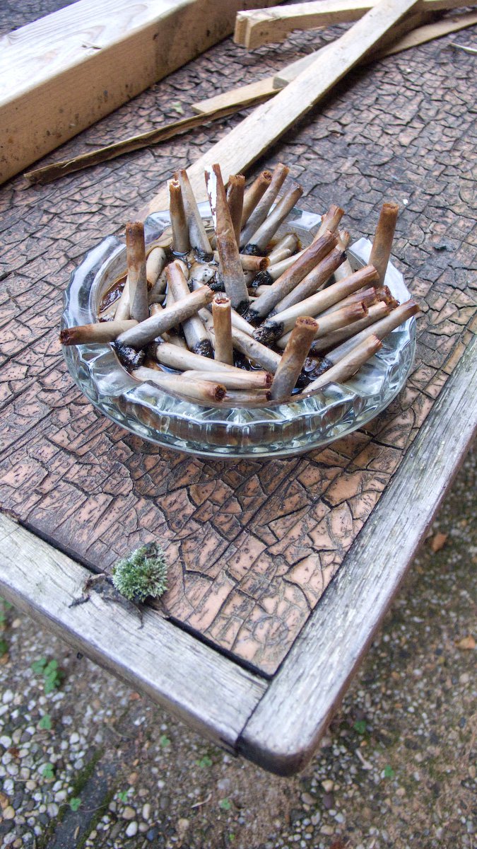 Stekelvarken in de tuin