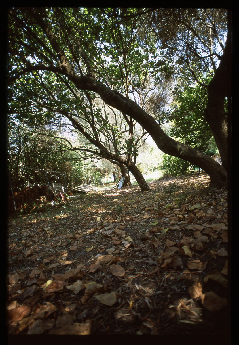Bomen