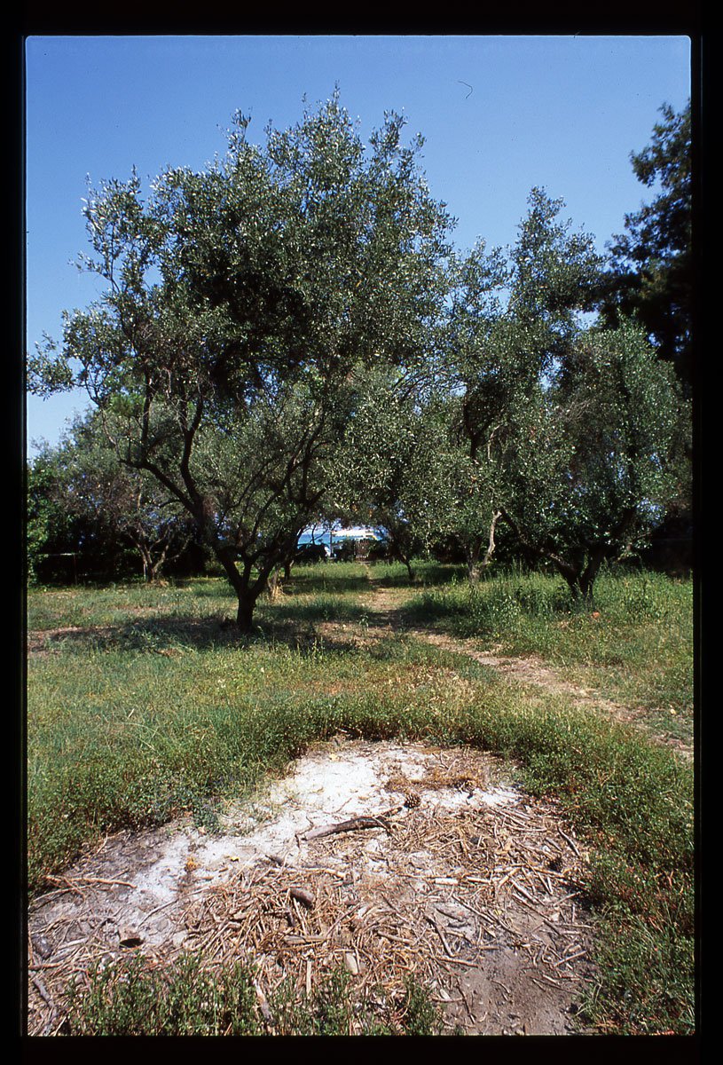 Olijfbomen