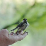Vogel
