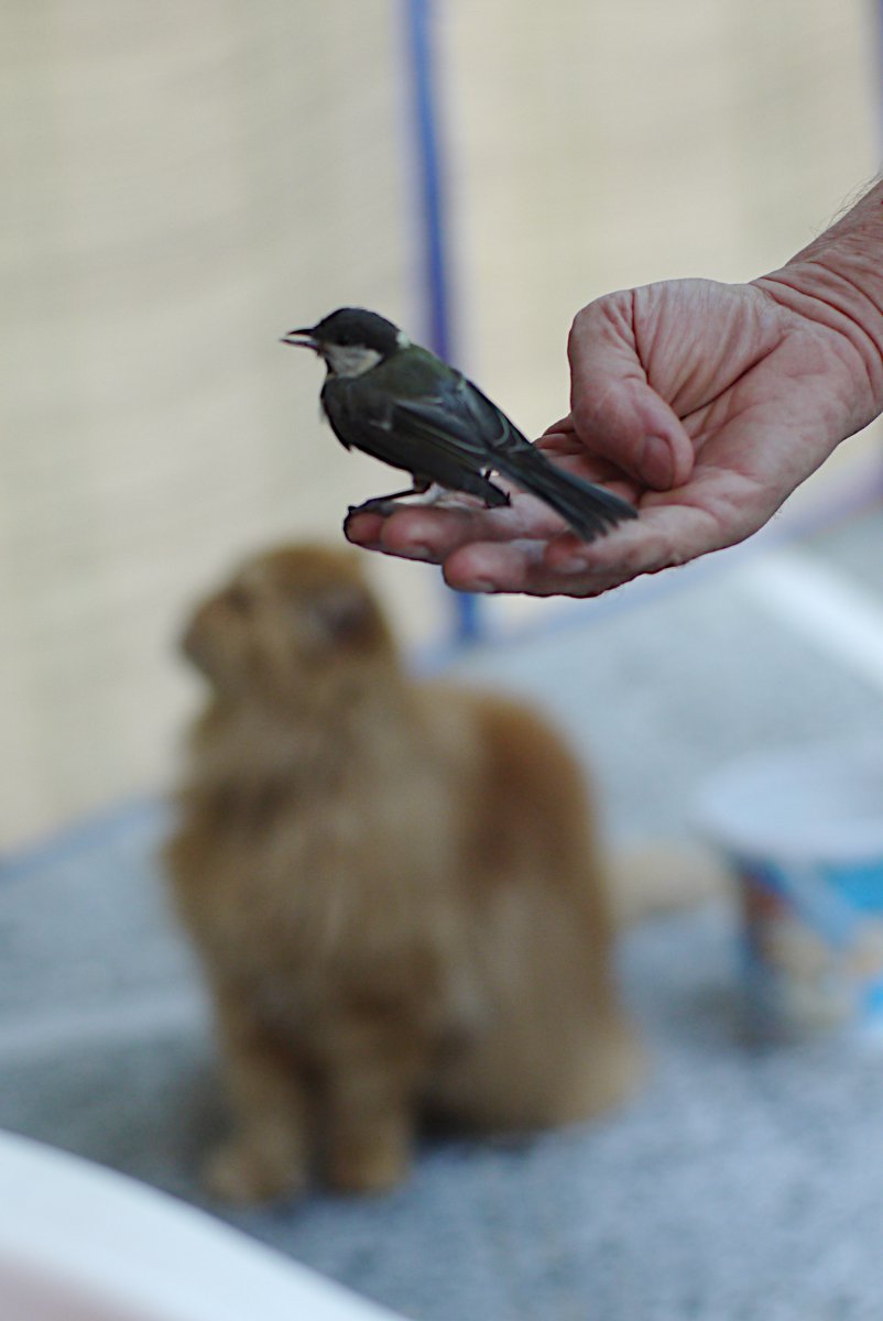 Vogel en poes