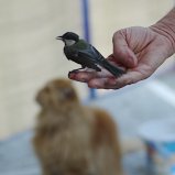 Vogel en poes