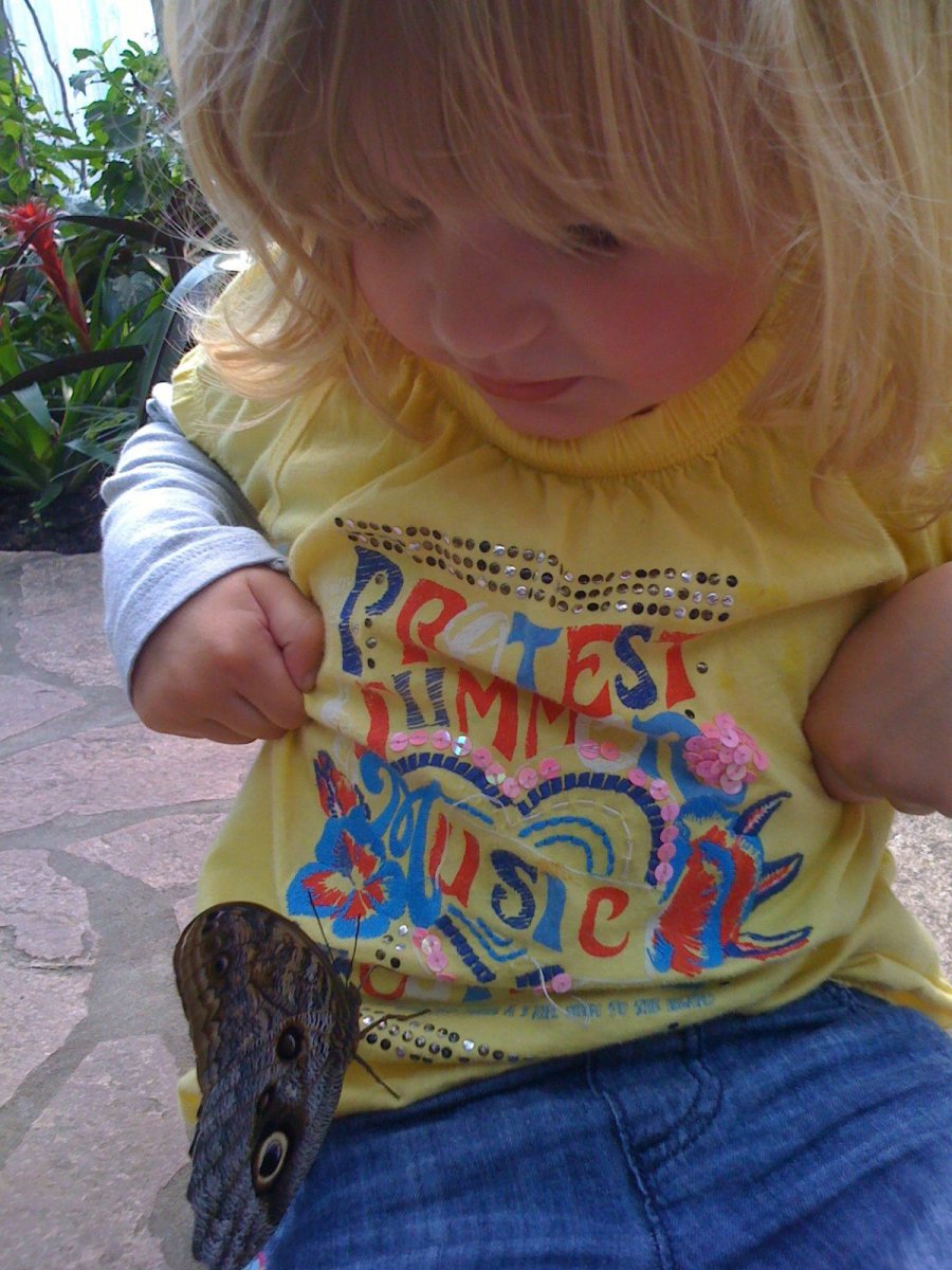 Grote vlinder