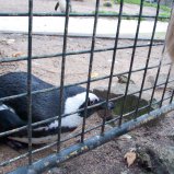 In artis #02