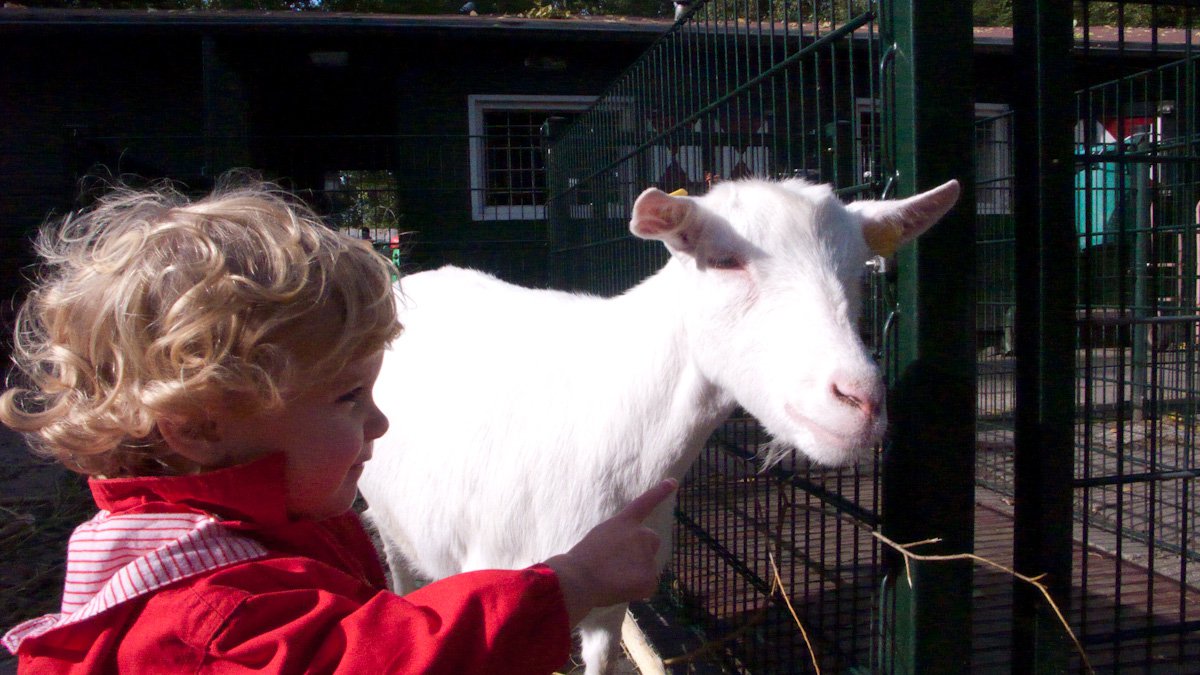 Met een geit