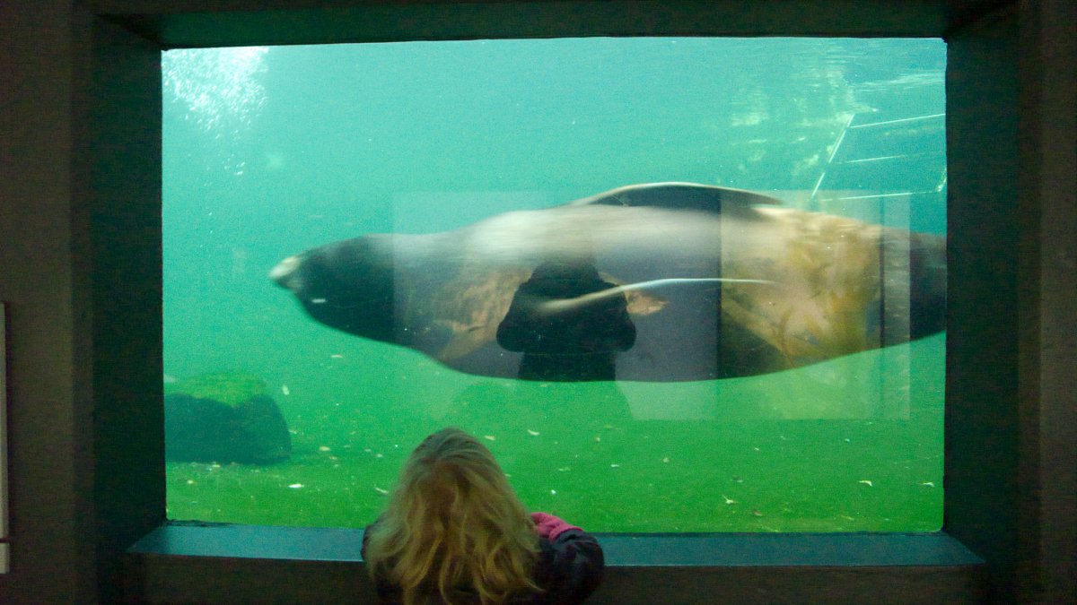 Zeehondjes #01