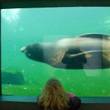 Zeehondjes #01